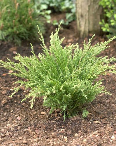 Juniperus horizontalis ANDORRA COMPACTA