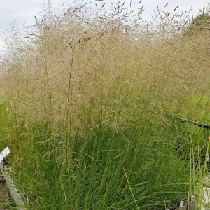 Stipa tenuissima PALAVA