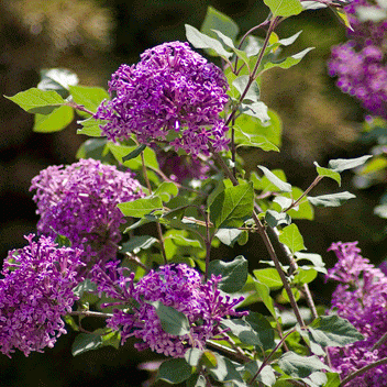 Syringa DARK PURPLE