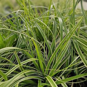 Carex oshimensis GOLDWELL