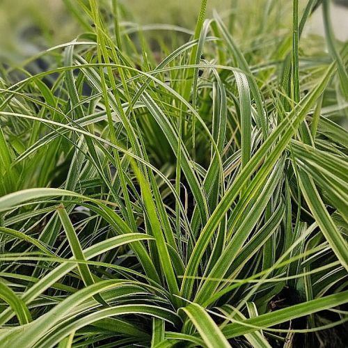 Carex oshimensis GOLDWELL