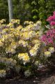 Azalia NORTHERN HI-LIGHTS
