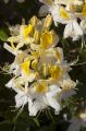 Azalia NORTHERN HI-LIGHTS
