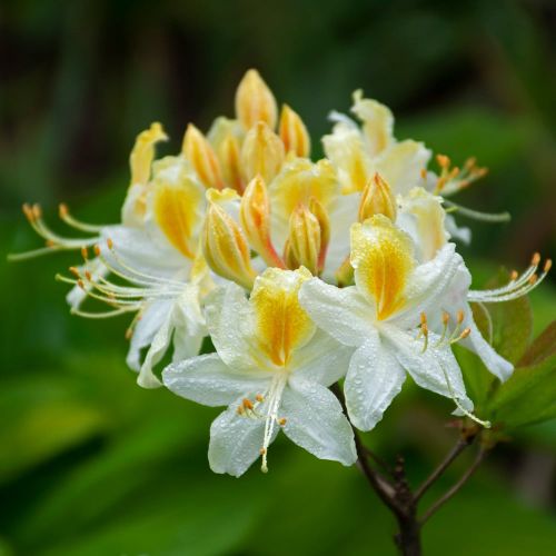 Rhododendron NORTHERN HI-LIGHTS