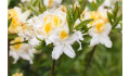 Azalia NORTHERN HI-LIGHTS