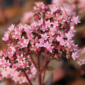 Sedum MATRONA