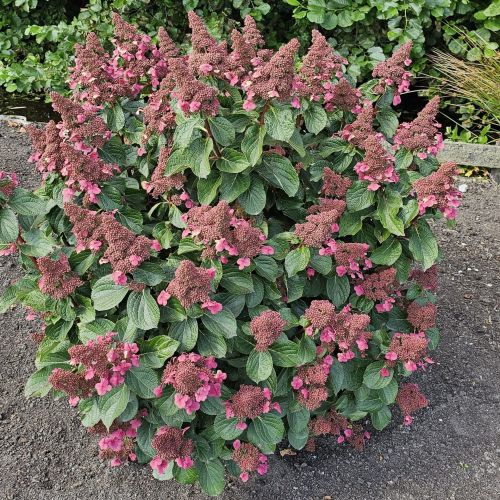 Hydrangea paniculata LIVING INFINITY 