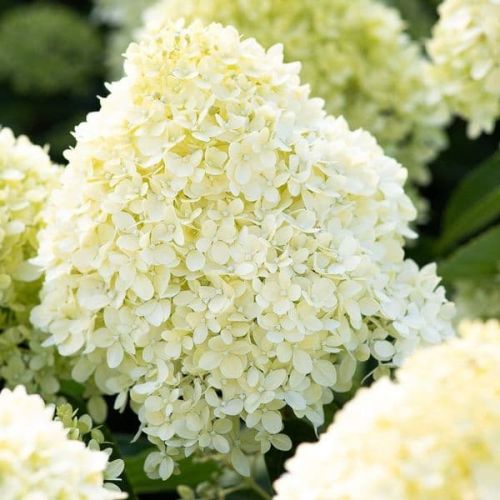 Hydrangea paniculata LIVING COTTON CREAM