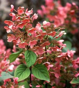Rispenhortensie EARLY SENSATION