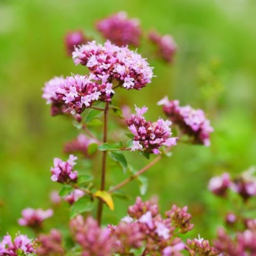 Origanum vulgare ROSENKUPPEL