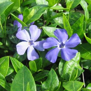 Vinca Minor DARTS BLUE