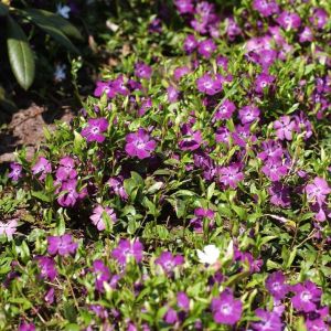 Vinca Minor ARTROPURPURA