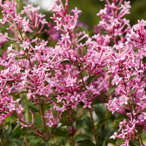 Syringa PINK PERFUME 