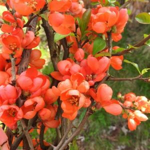 Chaenomeles POMARAŃCZOWY