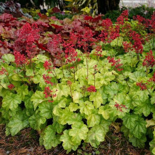 Heuchera TOKYO