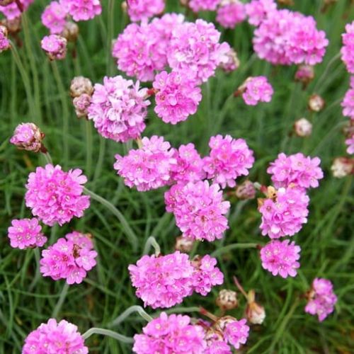 Armeria ARMADA ROSE