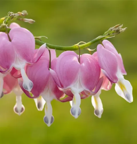 Dicentra SPECTABILIS