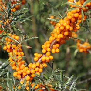 Hippophae rhamnoides FRIESDORFER ORANGE