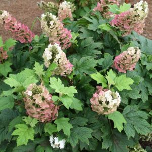 Hydrangea Quercifolia JETSTREAM
