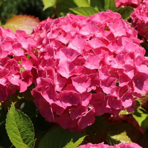Hydrangea MACROPHYLLA
