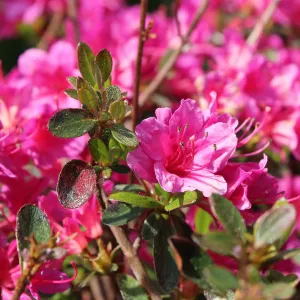 Rhododendron AMONEUM