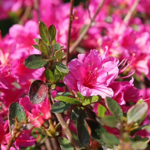 Rhododendron AMONEUM