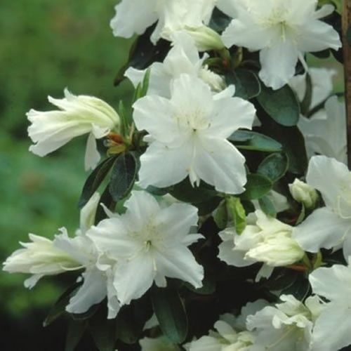 Rhododendron Japonicum GEISHA WHITE