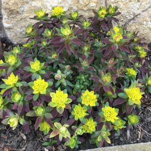 Euphorbia BONFIRE