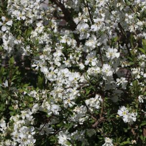 Viburnum Opulus NIAGARA