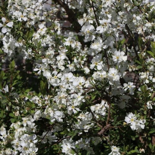 Viburnum Opulus NIAGARA