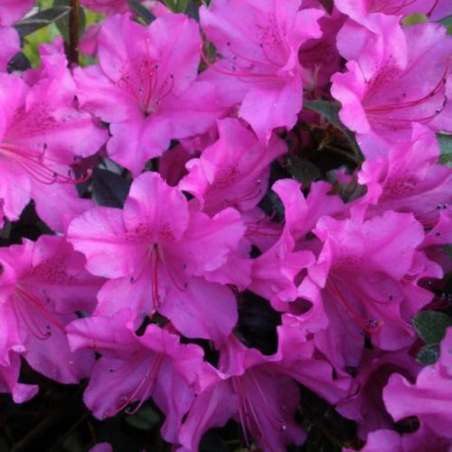 Rhododendron Japonicum BLUE DANUBE