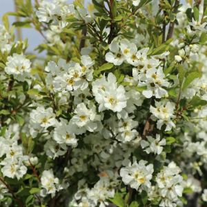 Viburnum Opulus SNOW MOUNTAIN