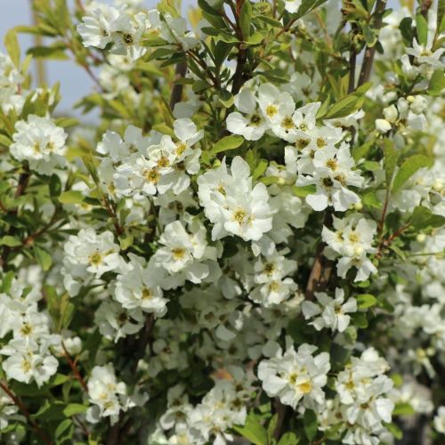 Viburnum Opulus SNOW MOUNTAIN