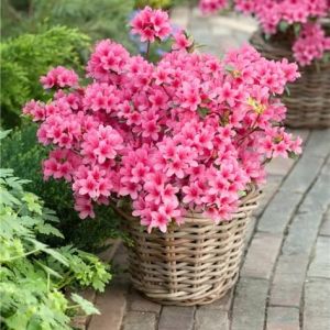 Rhododendron SILVESTER
