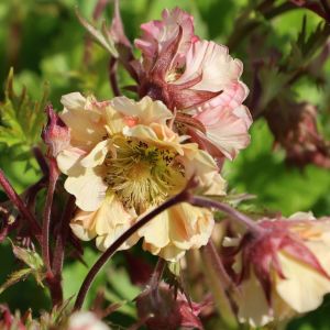 Geum PRETTICOAST PEACH