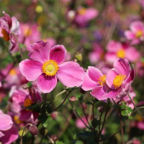 Anemone SPLENDENS