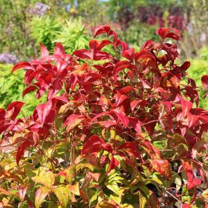 Nandina Domestica FIREPOWER