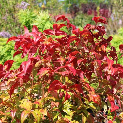 Nandina Domestica FIREPOWER