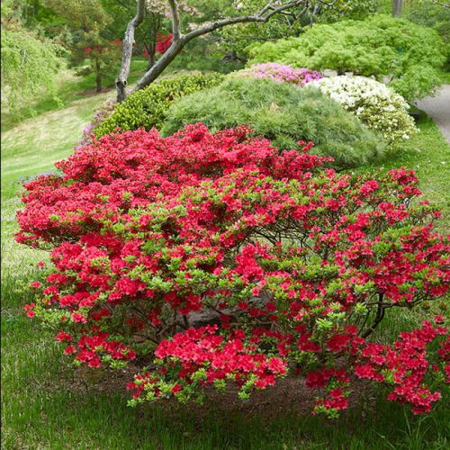 Rhododendron Japonicum HINO CRIMSON 