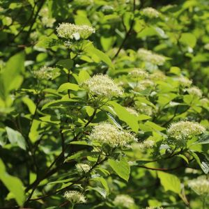 Cornus FLAVIRAMEA