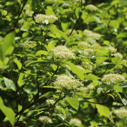 Cornus FLAVIRAMEA