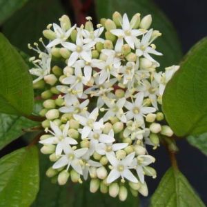 Cornus Siberica SIBERIAN PEARLS
