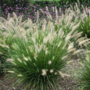Pennisetum Orientale GELBSTIEL