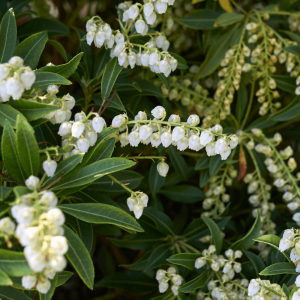 Pieris Japonica SARABANDE 