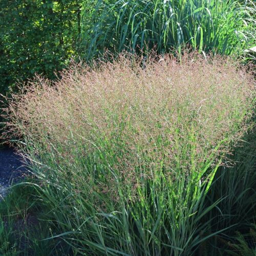 Panicum Virgatum WARRIOR