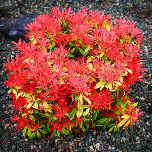 Pieris Japonica FOREST FLAME 