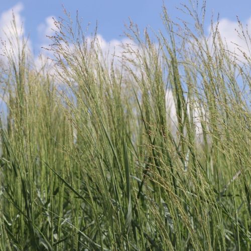 Panicum Virgatum PRAIRE SKY
