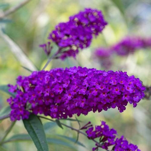 Buddleja Davidii AFRICIAN QUEEN