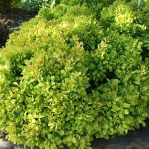 Berberis LIME STAR 