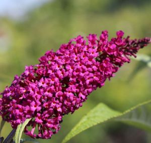 Buddleja Davidii SUMMER BEAUTY